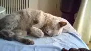 にゃおぞうの画像