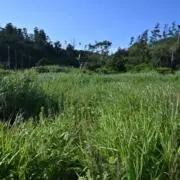 ryuの画像