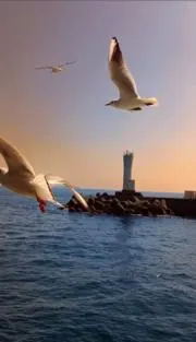 プラスチックフリーアドバイザーの画像
