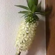 てるの画像