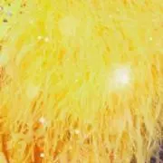 ホシの画像