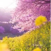 かずのこ
