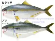 Shiguero
