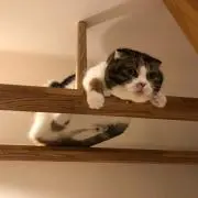 K.Y