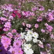 葵の画像
