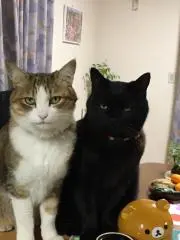 黒猫ムギちゃん