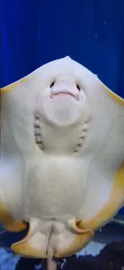 レモンピール