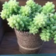 らなんきゅらすの画像