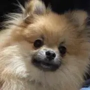 コロン