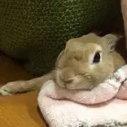 うーちゃんの画像