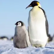jagの画像