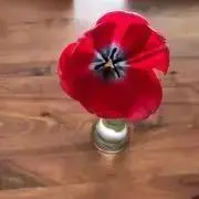 りんごの画像