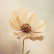 sakuraの画像