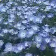 サロの画像