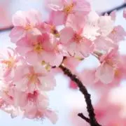 花の画像