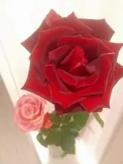 ★まいまい★の画像