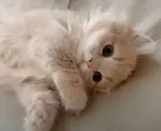 引越しの為お急ぎください！の画像