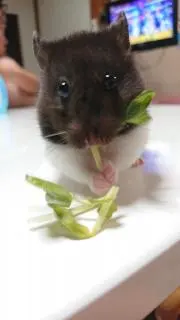 くまこの画像