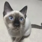 あんじゅ