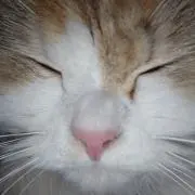 もち