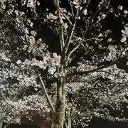 そうの画像
