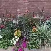 ネピアの画像