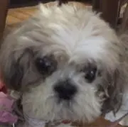 るっぺコロリの画像