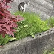 Yomiの画像