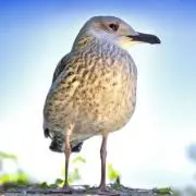カモメの画像