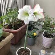 アマリリスの画像