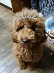 ある豚骨の画像