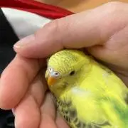 しんたま