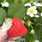 むぎっこの画像