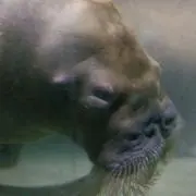 いっちゃん