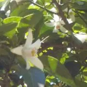 はなふぶ
