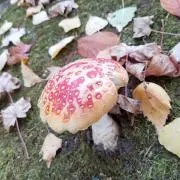ムッシュ★の画像