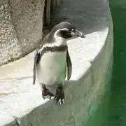 penginの画像