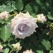 ダヤンの画像