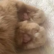 ミルクの画像
