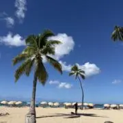 モアの画像