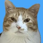 はるさめの画像