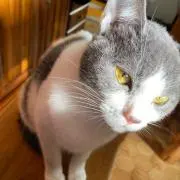 こすけの画像