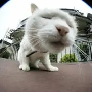 めの画像