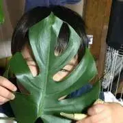 HANAの画像