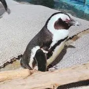 ともの画像