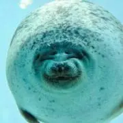 picoの画像