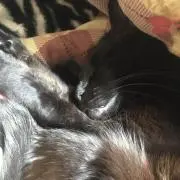 ニコ