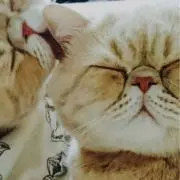そうせきの画像