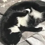 コメ