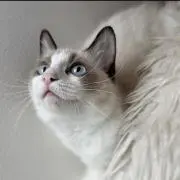 値下中！】蟲神器 LR 36枚まとめ売り - メルカリ